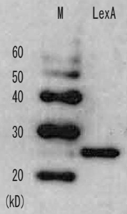 LexA | LexA repressor in the group Antibodies Other Species / Bacteria at Agrisera AB (Antibodies for research) (AS21 4541)